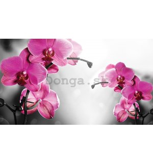 Fototapeta vliesová: Orchidea na sivom pozadí - 416x254 cm