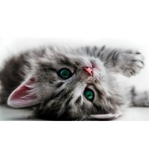 Fototapeta vliesová: Mačka - 416x254 cm
