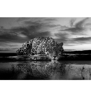 Fototapeta vliesová: Jaguar (čiernobiely) - 416x254 cm