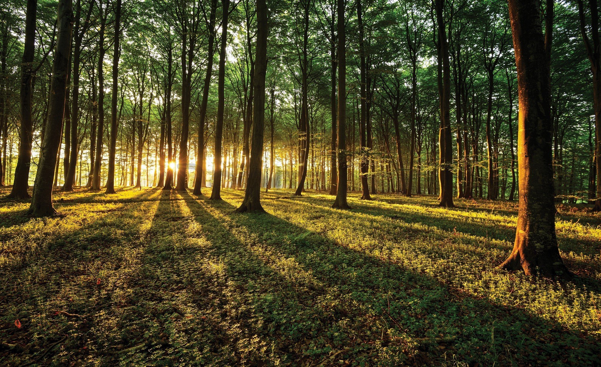 Fototapeta vliesová: Západ slnka v lese - 416x254 cm
