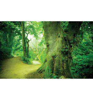 Fototapeta vliesová: Kúzelný les - 416x254 cm