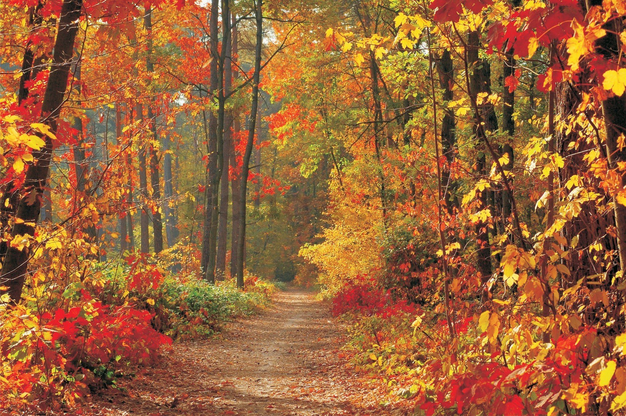 Fototapeta vliesová: Jesenný les - 416x254 cm