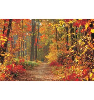 Fototapeta vliesová: Jesenný les - 416x254 cm