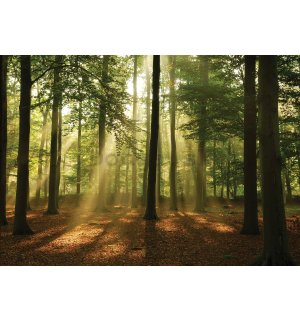 Fototapeta vliesová: Slnko v lese (4) - 416x254 cm