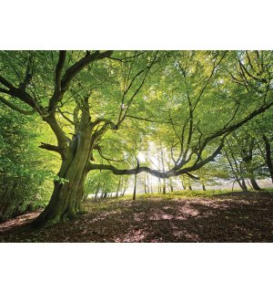 Fototapeta vliesová: Slnko v lese (5) - 416x254 cm