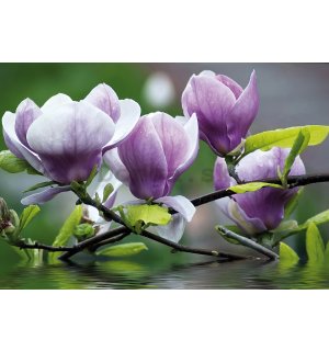 Fototapeta vliesová: Magnolia - 416x254 cm