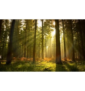 Fototapeta vliesová: Východ slnka v lese - 416x254 cm