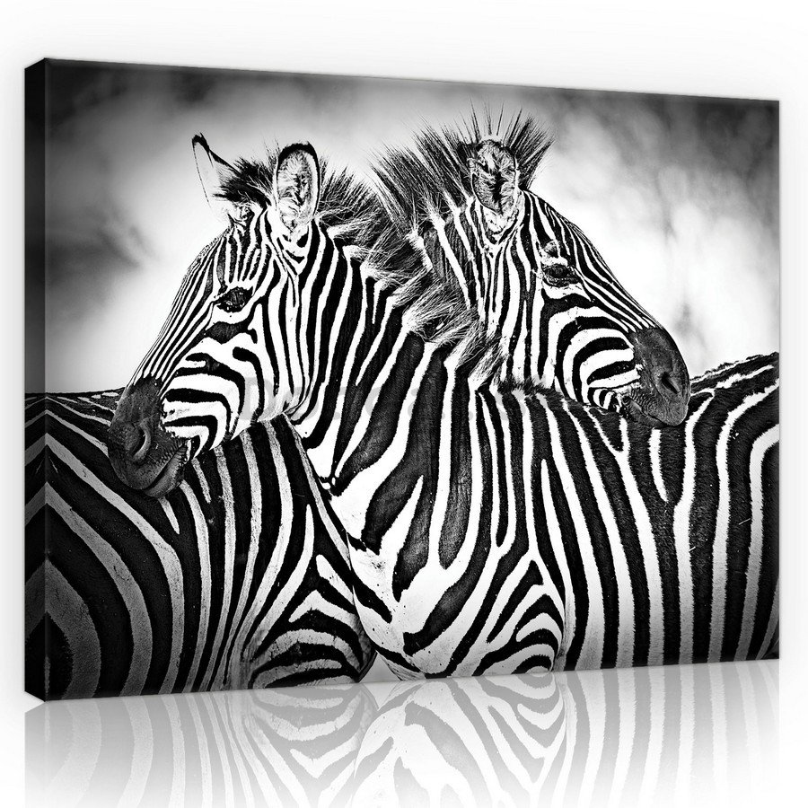 Obraz na plátne: Zebra (1) - 75x100 cm