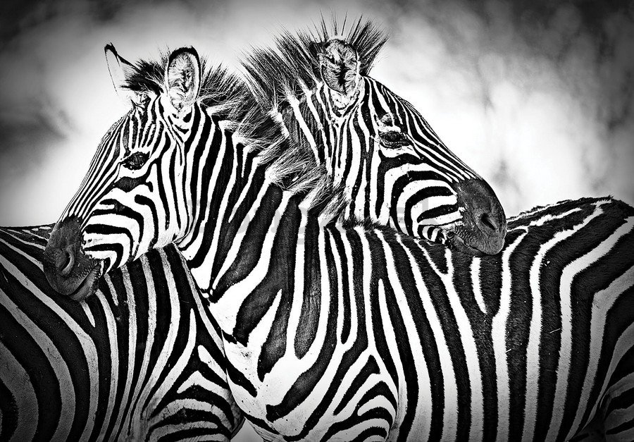 Obraz na plátne: Zebry (3) - 75x100 cm