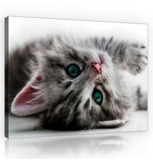 Obraz na plátne: Mačka - 75x100 cm