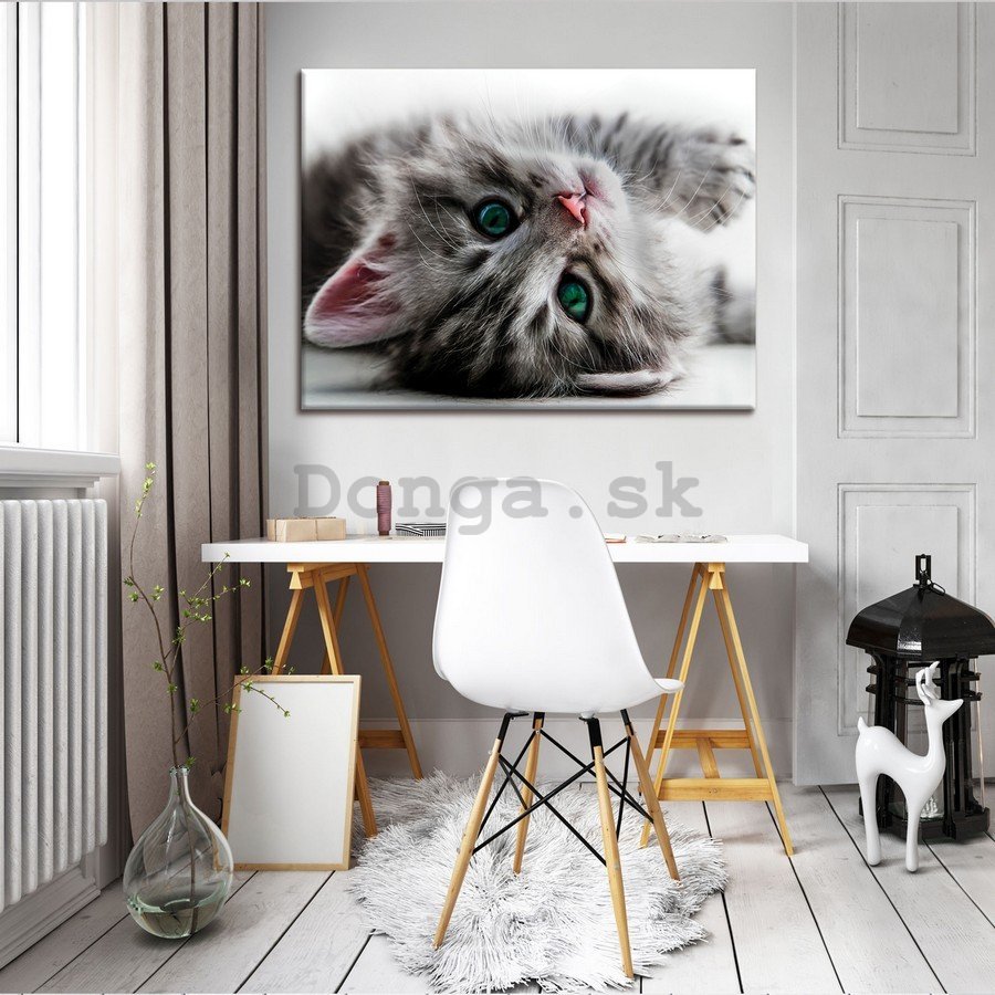 Obraz na plátne: Mačka - 75x100 cm