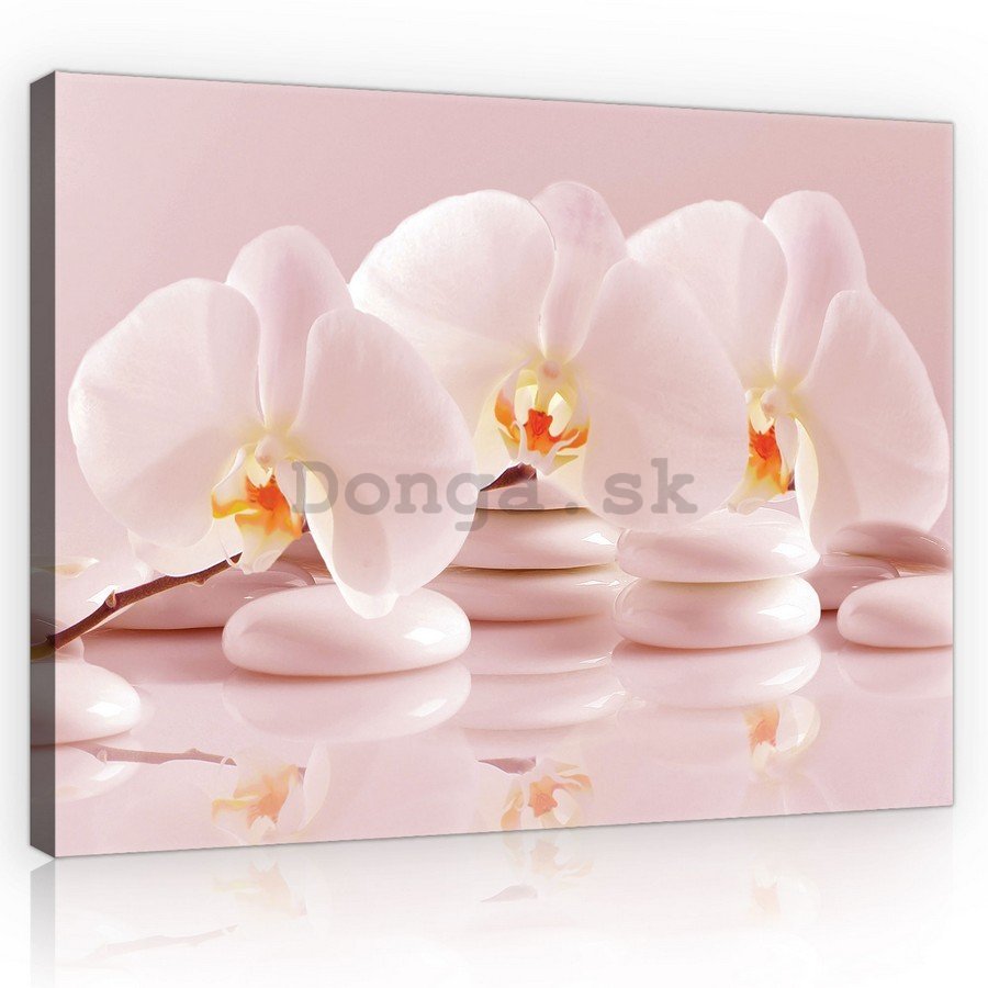 Obraz na plátne: ružové orchidey - 75x100 cm