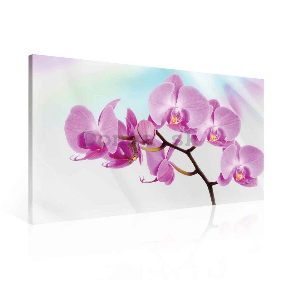 Obraz na plátne: Fialová Orchidea - 75x100 cm