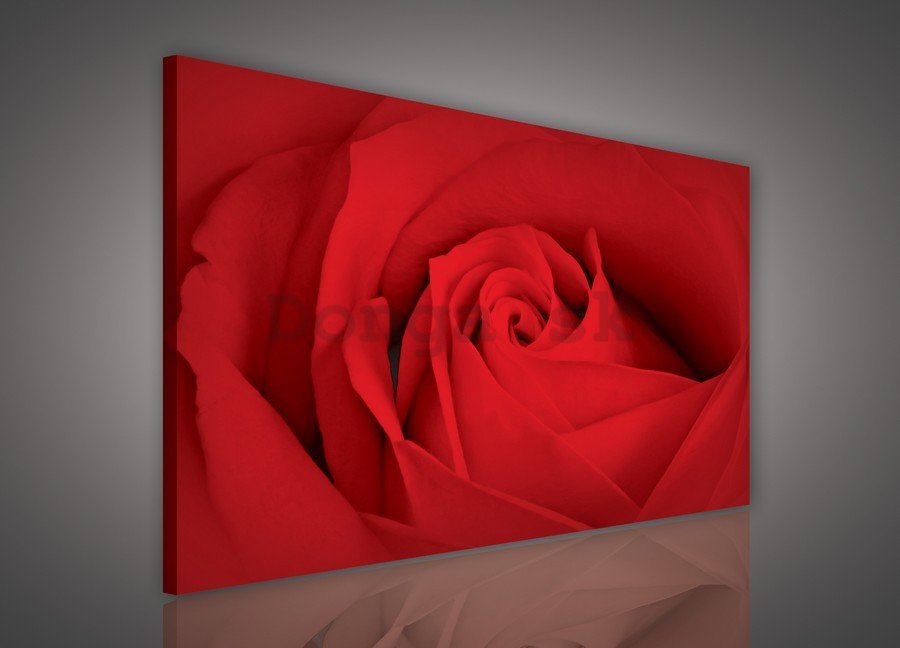 Obraz na plátne: Detail červené ruže (2) - 75x100 cm