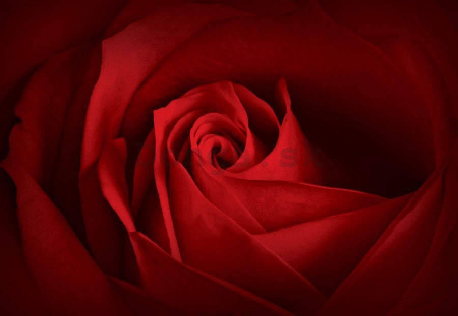 Obraz na plátne: Detail červené ruže (2) - 75x100 cm