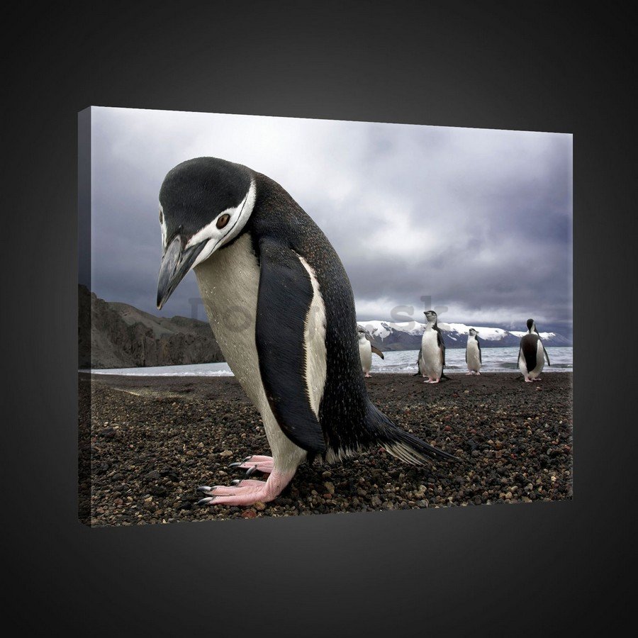 Obraz na plátne: Tučniaky (2) - 75x100 cm