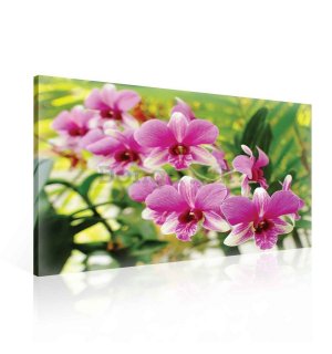 Obraz na plátne: Orchidea (3) - 75x100 cm