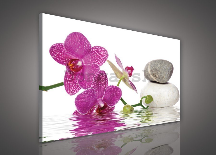 Obraz na plátne: Orchidea s kameňmi - 75x100 cm