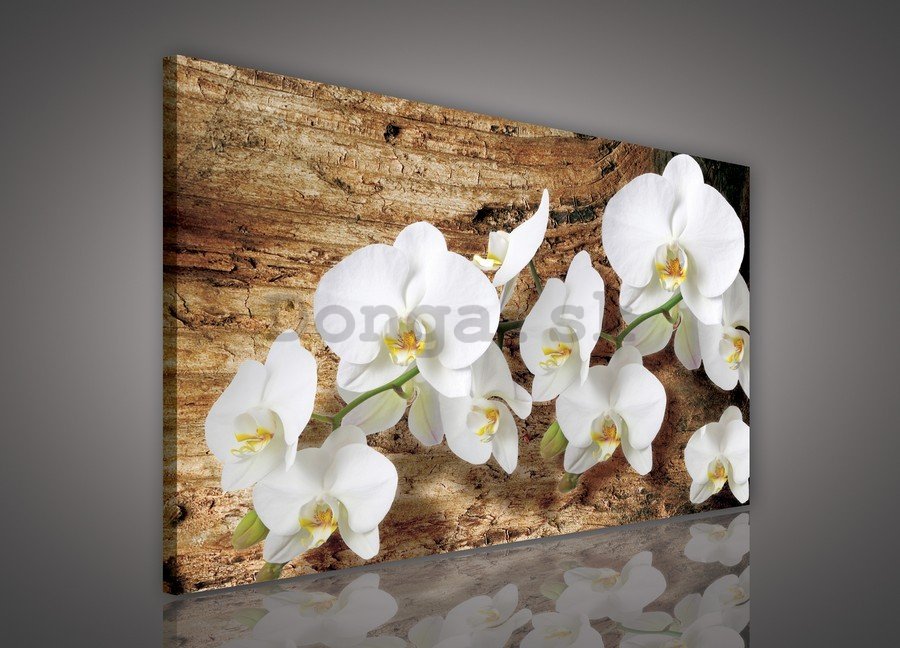 Obraz na plátne: Orchidey na dreve - 75x100 cm