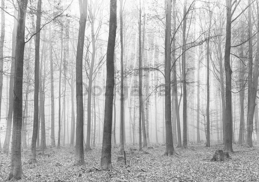 Obraz na plátne: Hmla v lese (2) - 75x100 cm