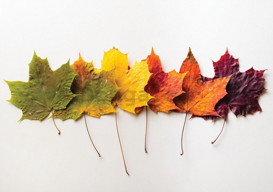 Obraz na plátne: Jesenné lístie - 75x100 cm