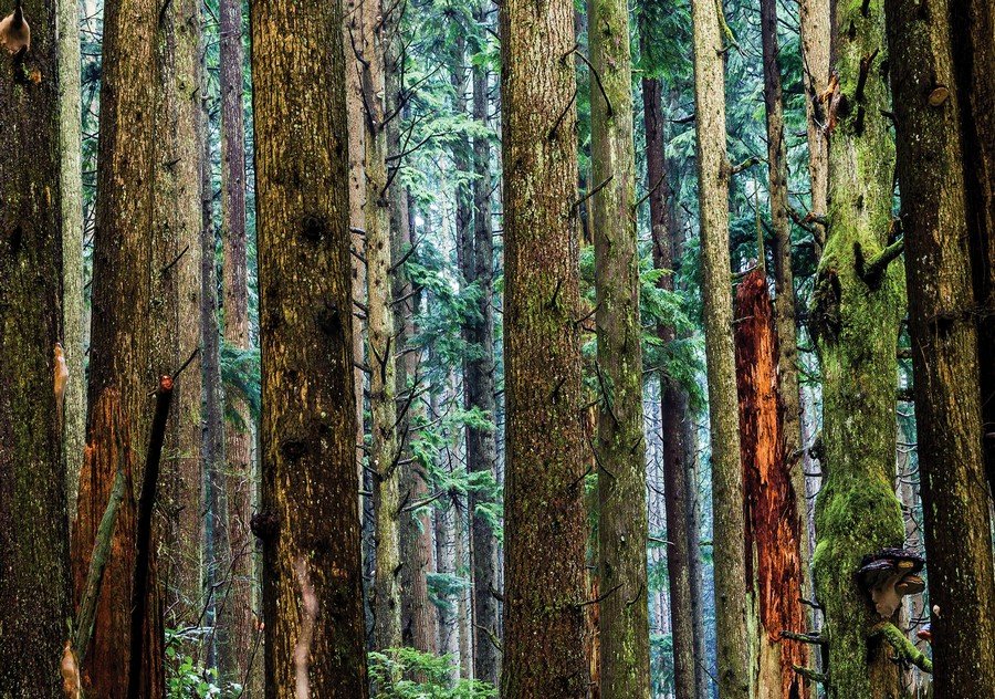 Obraz na plátne: Ihličnatý les - 75x100 cm