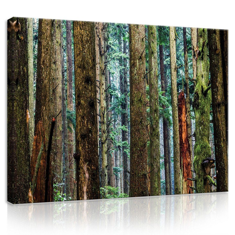 Obraz na plátne: Ihličnatý les - 75x100 cm