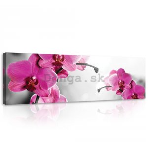 Obraz na plátne: Orchidea (4) - 145x45 cm