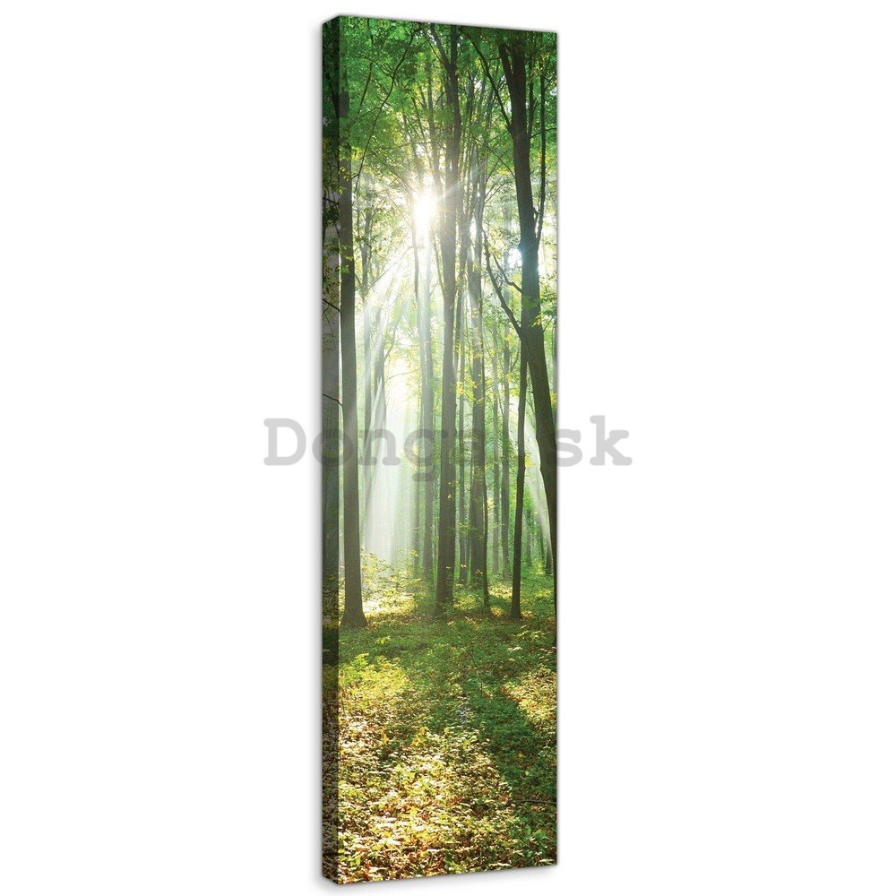 Obraz na plátne: Slnko v lese (3) - 145x45 cm