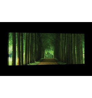 Obraz na plátne: Zelená Alej (1) - 145x45 cm