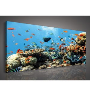 Obraz na plátne: Koralový útes - 145x45 cm