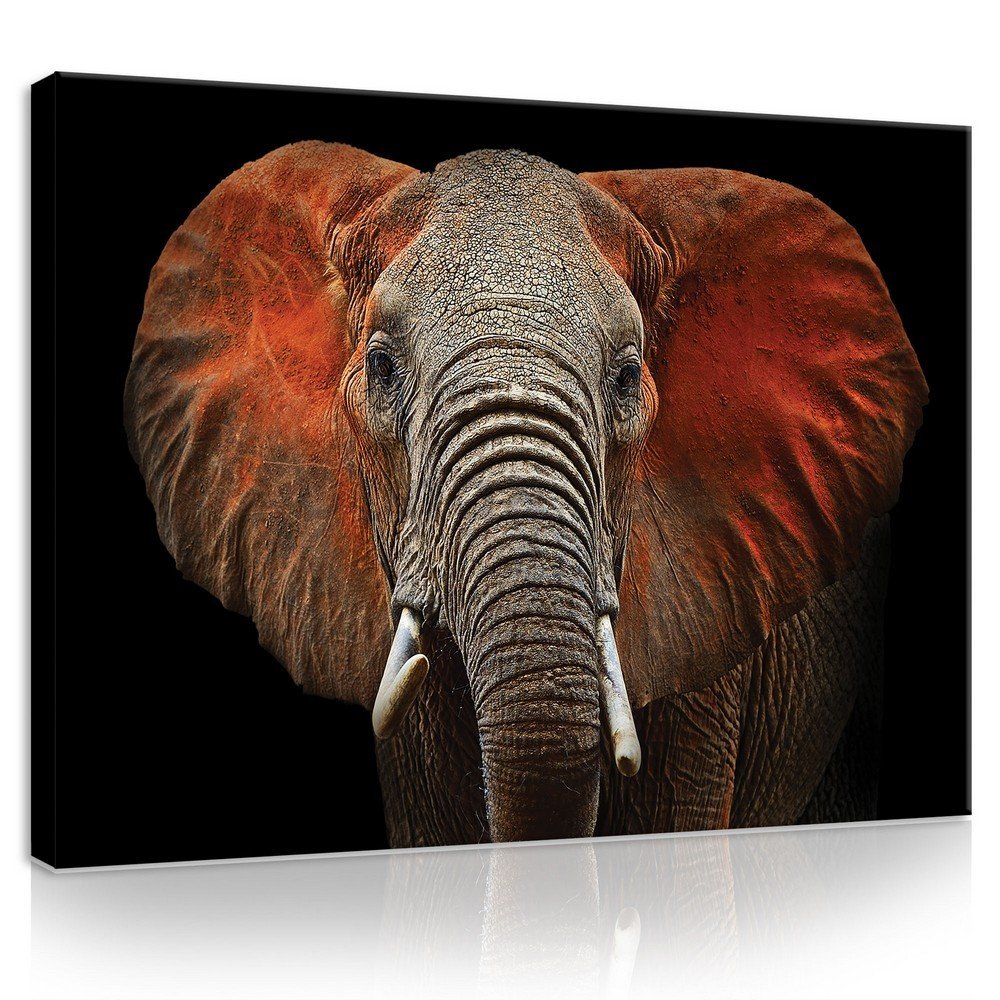 Obraz na plátne: Slon (detail) - 75x100 cm