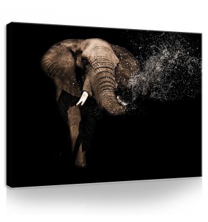 Obraz na plátne: Slon (3) - 75x100 cm