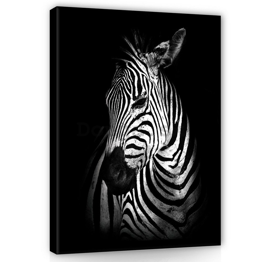 Obraz na plátne: Zebra (2) - 100x75 cm
