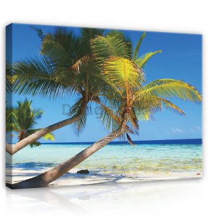 Obraz na plátne: Pláž s palmou - 75x100 cm