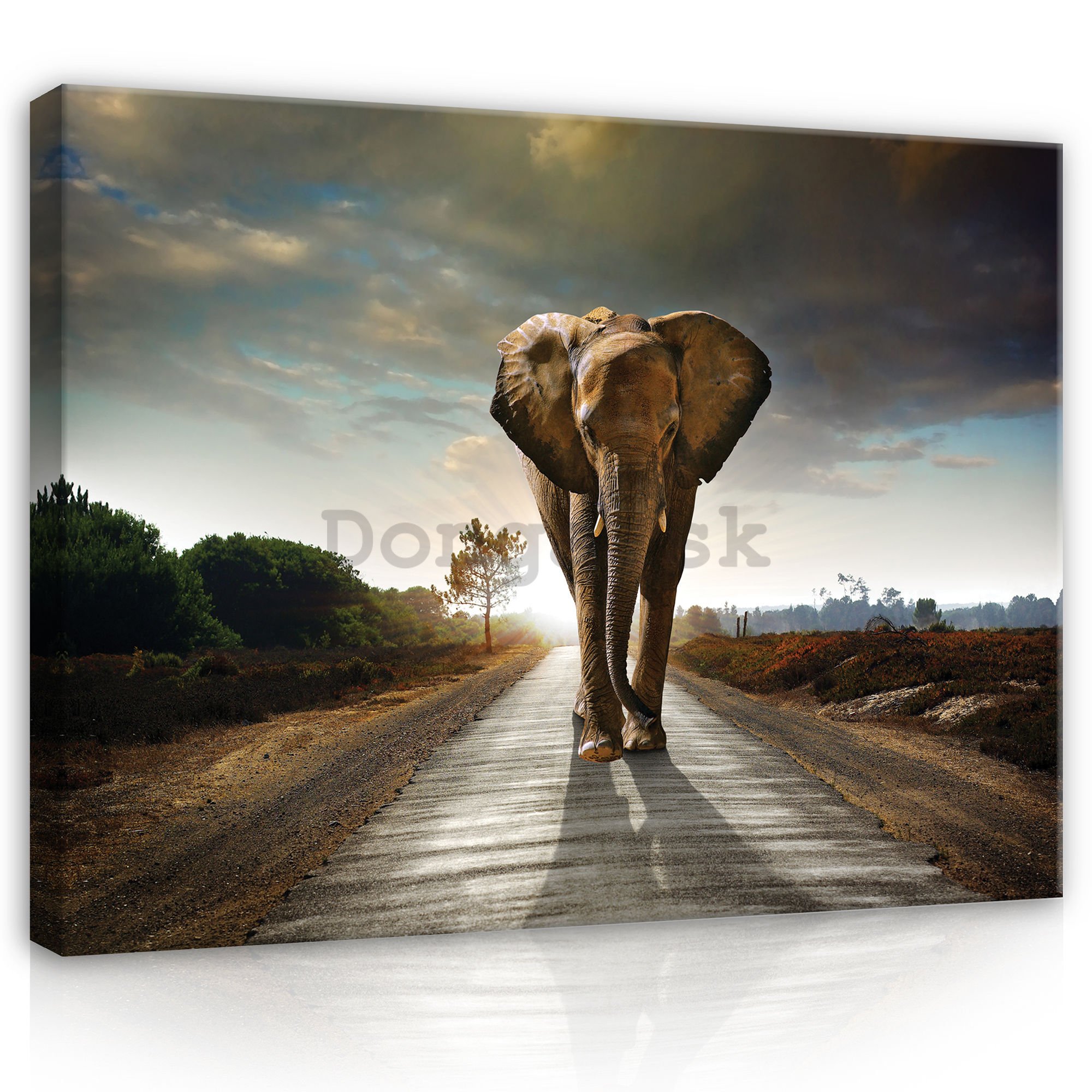 Obraz na plátne: Slon (4) - 75x100 cm