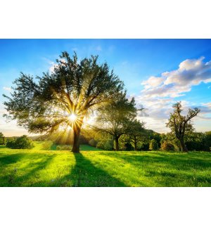 Fototapeta vliesová: Slnko za stromom - 184x254 cm