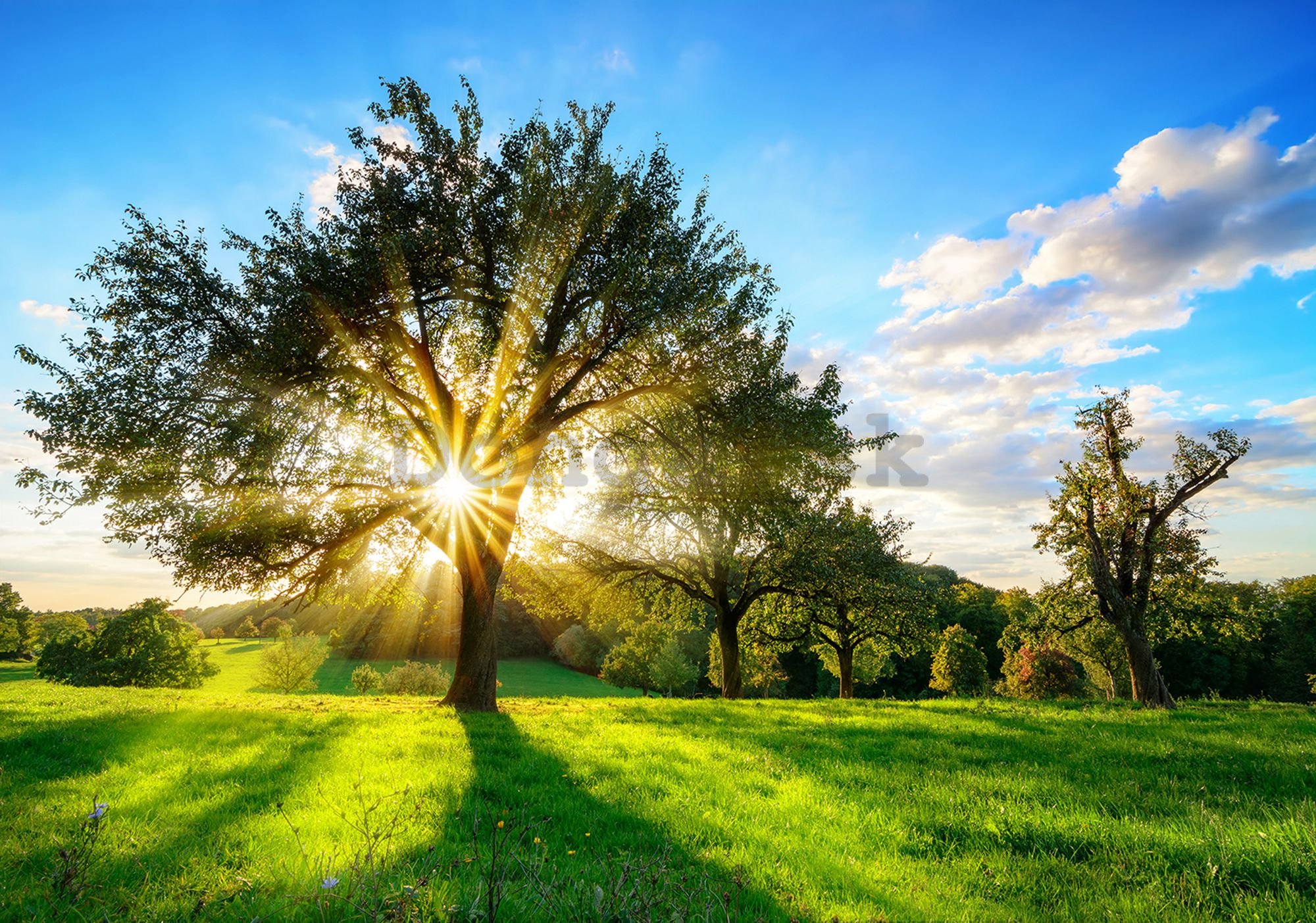 Fototapeta vliesová: Slnko za stromom - 416x254 cm