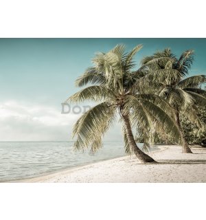 Fototapeta vliesová: Pobrežie s palmou - 184x254 cm