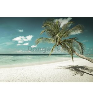Fototapeta vliesová: Palma nad morom - 184x254 cm