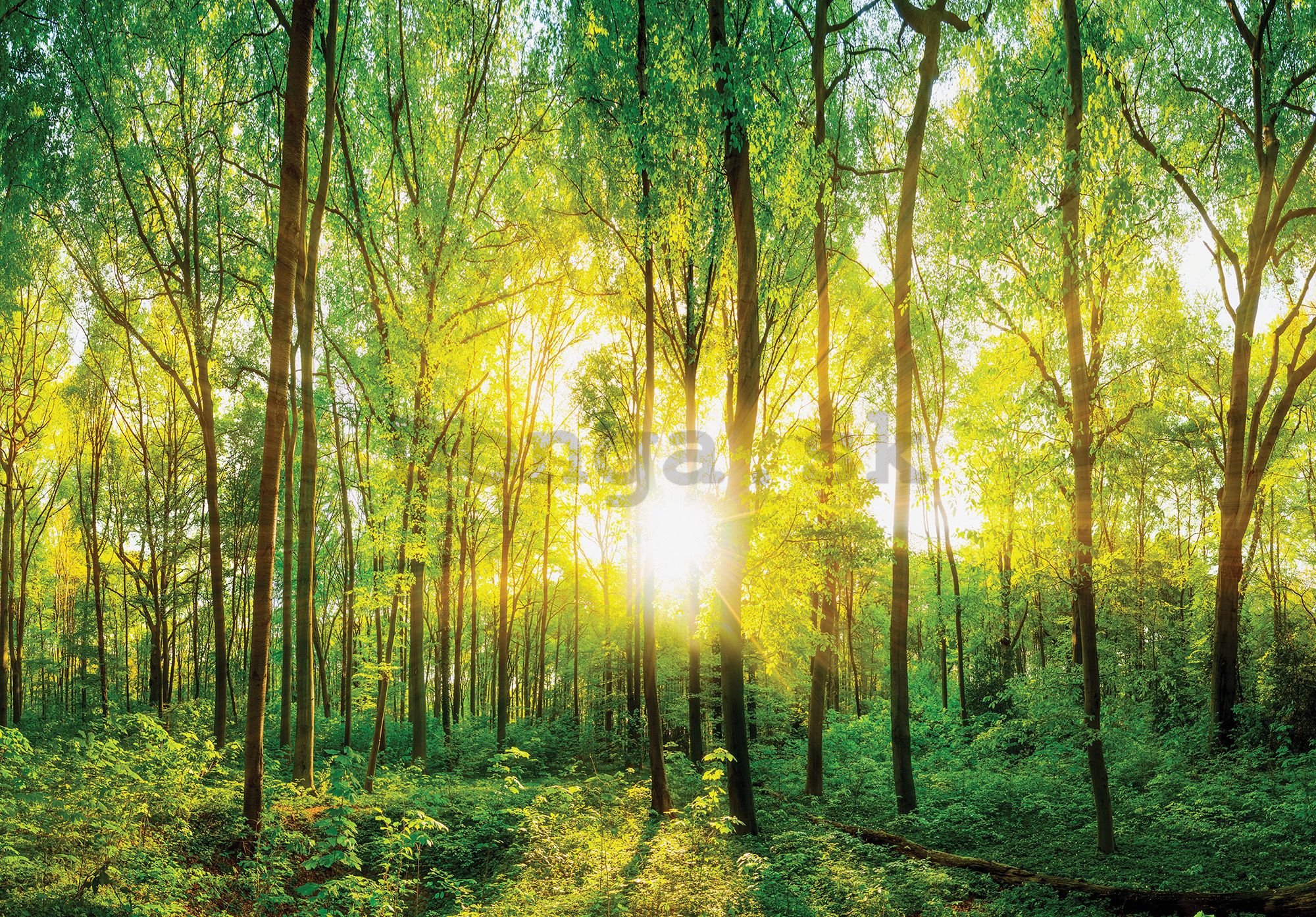 Fototapeta vliesová: Pohľad skrz les - 184x254 cm