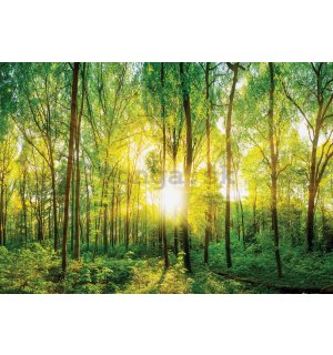Fototapeta vliesová: Pohľad skrz les - 184x254 cm