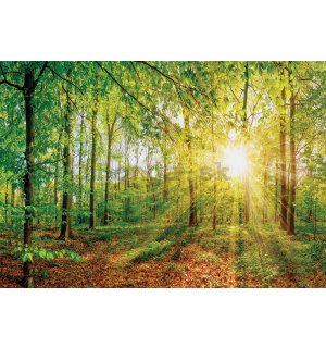 Fototapeta vliesová: Pohľad do lesa - 184x254 cm