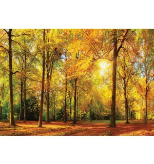Fototapeta: Opadané lístie v lese - 104x152,5 cm