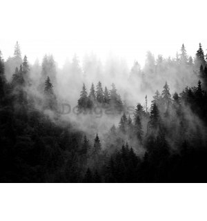 Fototapeta vliesová: Hmla nad lesom (čiernobiela) - 416x254 cm