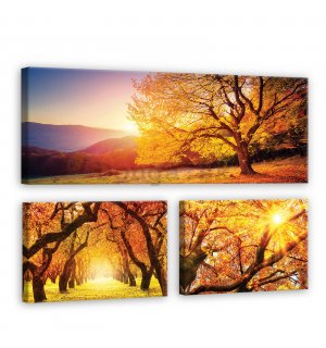 Obraz na plátne: Jesenné stromy - set 1ks 80x30 cm a 2ks 37,5x24,8 cm