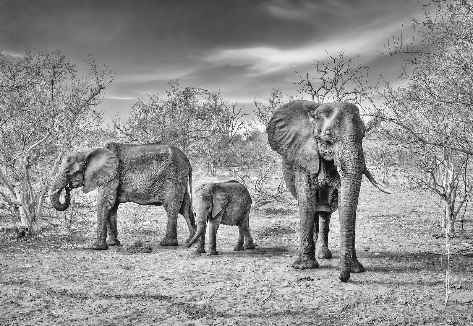 Fototapeta: Čiernobieli slony - 368x254cm