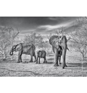 Fototapeta: Čiernobieli slony - 368x254cm