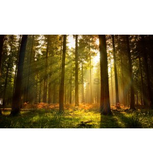 Fototapeta vliesová: Východ slnka v lese - 312x219cm