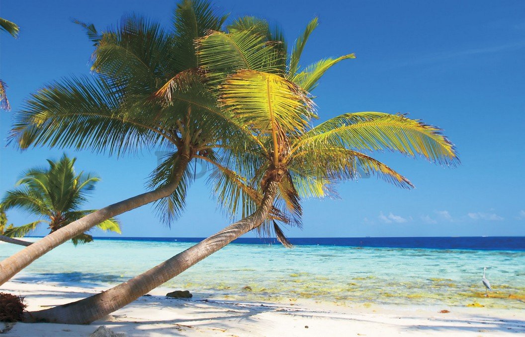 Fototapeta vliesová: Pláž s palmou - 184x254 cm